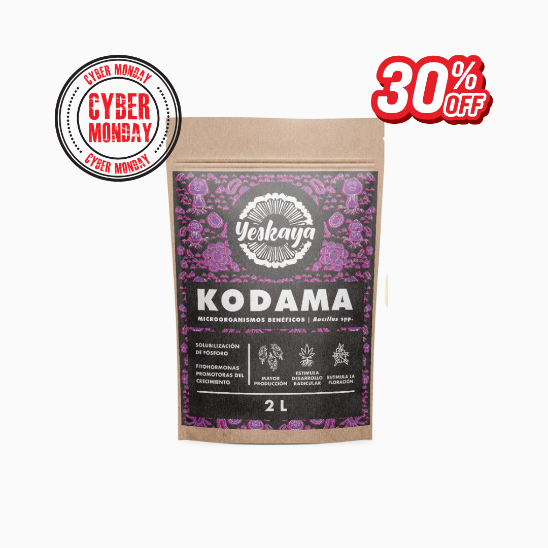 Kodama