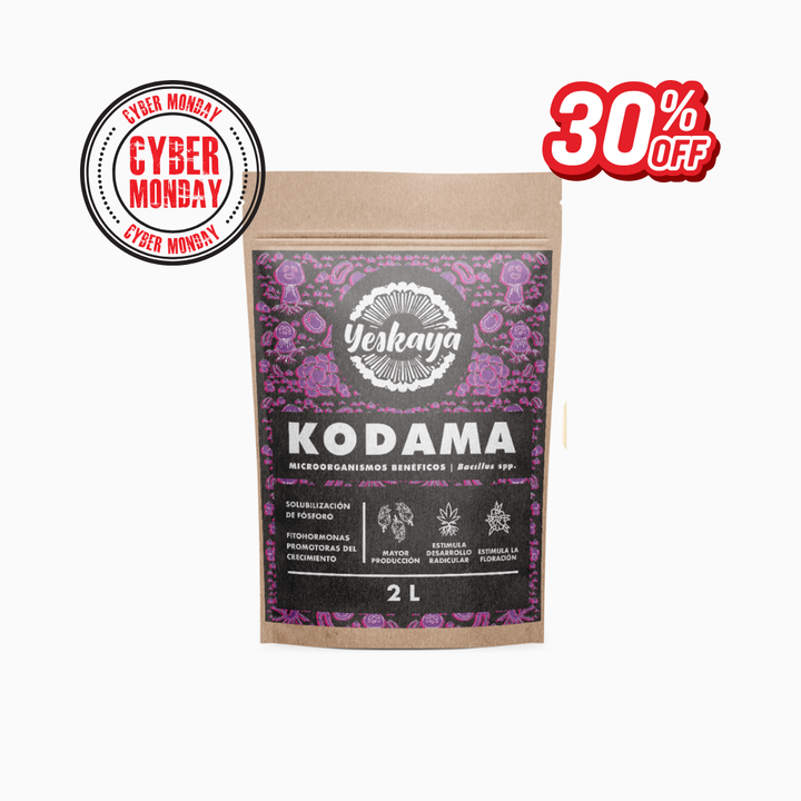 Kodama