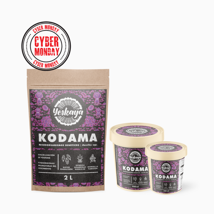 Kodama