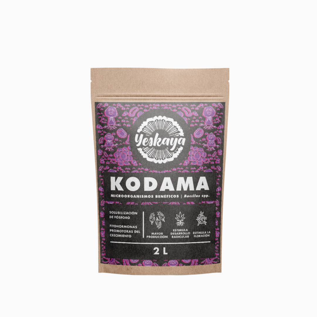 Kodama