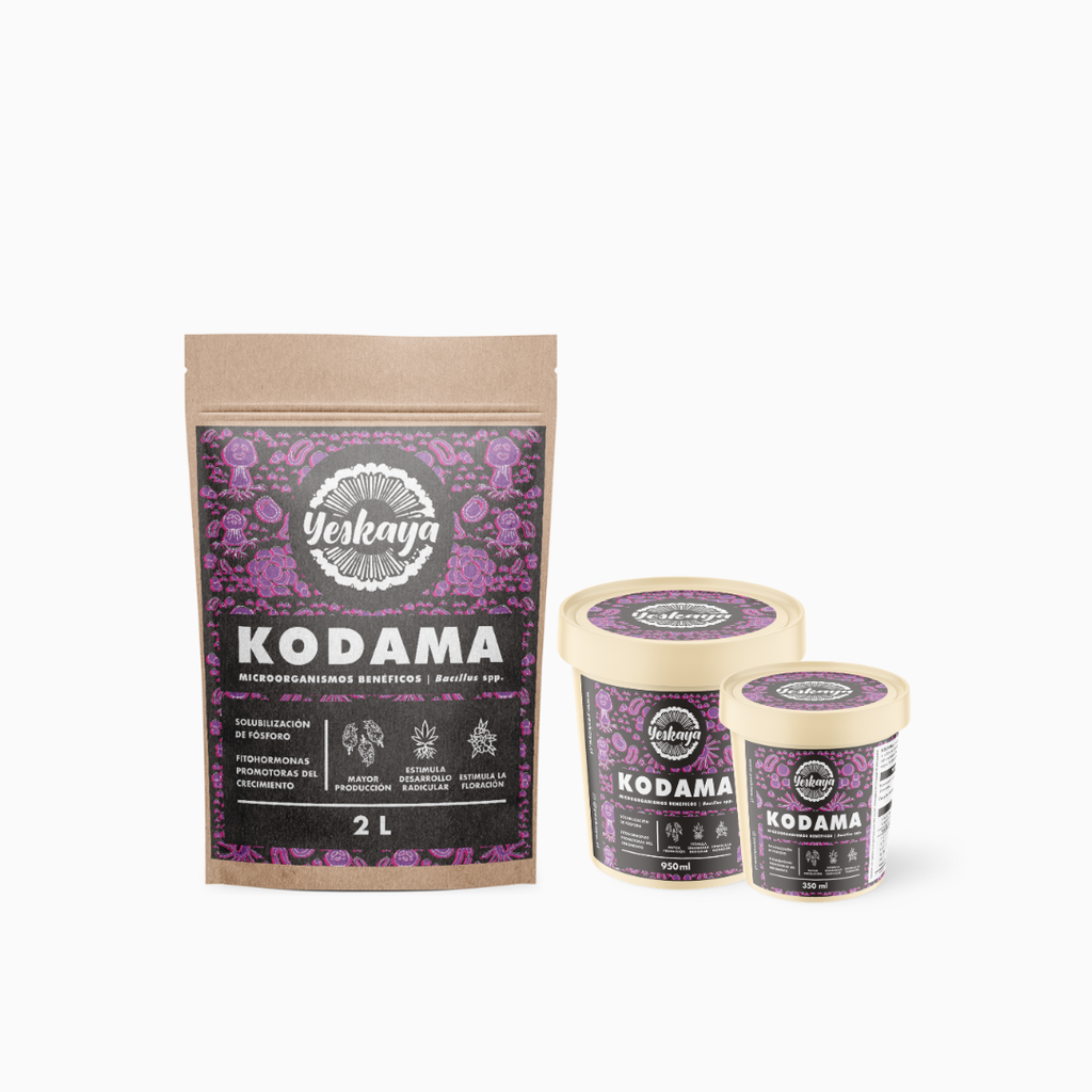 Kodama